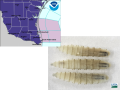Cold air which brought a hard freeze warning to south Texas also spread into northern Mexico and will help delay the New World screwworm arrival in the U.S. this year. (NOAA and USDA images)