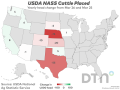 This chart shows the change in cattle placements by head for individual states from March 2025 to March 2026, based on USDA NASS data. (DTN chart by Kathy Myers)