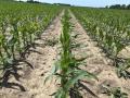 Ontario crops continue on their journey to the finish line. The next 60 days of geopolitics will certainly be part of their story. (DTN photo by Philip Shaw)