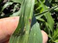 Use lower canopy leaves as an early warning system for tar spot. Monitor disease progression and be prepared to protect the leaves that matter most for yield if disease pressure increases later in the season. (Photo courtesy of Pioneer agronomist Matthew Vandehaar)