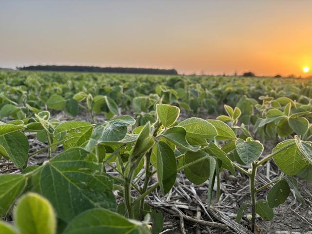 Philip Shaw says with USMCA/CUSMA not being renewed by Canada's American friends, the countries start a 10-year annual review odyssey to the end. It adds up to lots of uncertainty, something their markets loathe. (DTN photo by Philip Shaw)