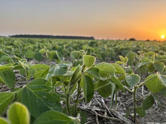 Philip Shaw says with USMCA/CUSMA not being renewed by Canada's American friends, the countries start a 10-year annual review odyssey to the end. It adds up to lots of uncertainty, something their markets loathe. (DTN photo by Philip Shaw)