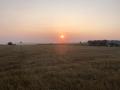 In Ontario, a very hot wheat harvest has commenced. The hope is for big yields, but even more important will be excellent quality, which is always a challenge. (DTN photo by Philip Shaw)