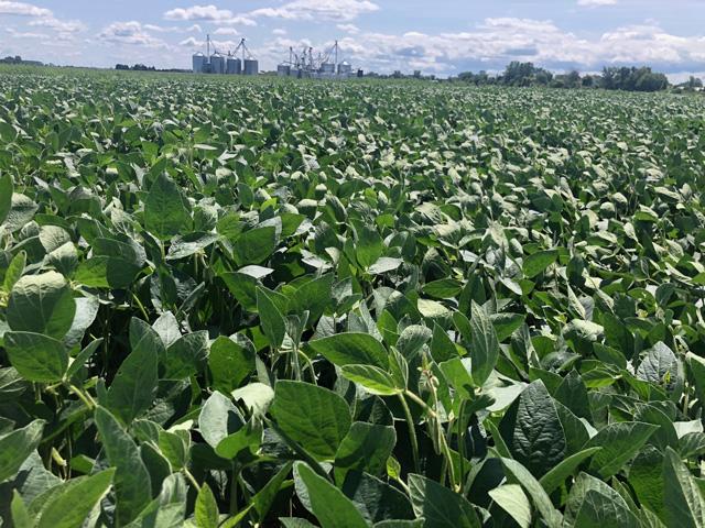 August USDA gave us 1.4 million acres more of corn and soybeans. Who knew? Big crops are on the way, but the bears aren't here yet. (DTN photo by Philip Shaw)