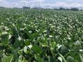 August USDA gave us 1.4 million acres more of corn and soybeans. Who knew? Big crops are on the way, but the bears aren't here yet. (DTN photo by Philip Shaw)