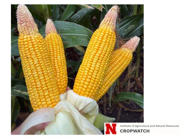 Many irrigated cornfields in Nebraska have ears with incomplete kernel development, such as these ears of corn in a field in Buffalo County near Kearney. (Photo courtesy of the University of Nebraska-Lincoln)