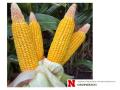 Many irrigated cornfields in Nebraska have ears with incomplete kernel development, such as these ears of corn in a field in Buffalo County near Kearney. (Photo courtesy of the University of Nebraska-Lincoln)