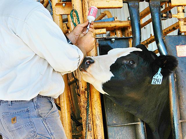 Vaccines can help with cattle pinkeye prevention. (DTN/Progressive Farmer file photo by John Howle)