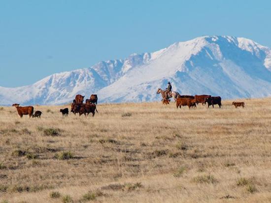 Marketing your feeder cattle this year may take more attention and strategy than originally assumed even though the market remains historically high. There are immediate challenges present that cattlemen will have to navigate. (Photo by Joel Reichenberger)