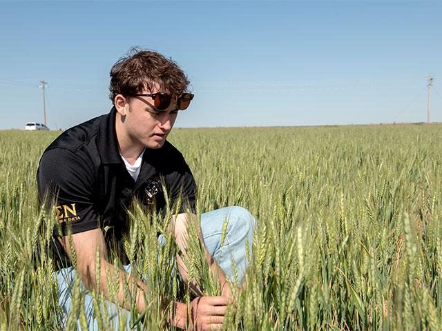 Nick Methner with ADM examines wheat heads in a southwest Kansas while estimating yield during Day 2 of the 2026 Hard Red Winter Wheat Tour on May 13. Methner was part of a scouting team that assessed fields along routes from Colby to Wichita, Kansas. (DTN photo by Jason Jenkins)