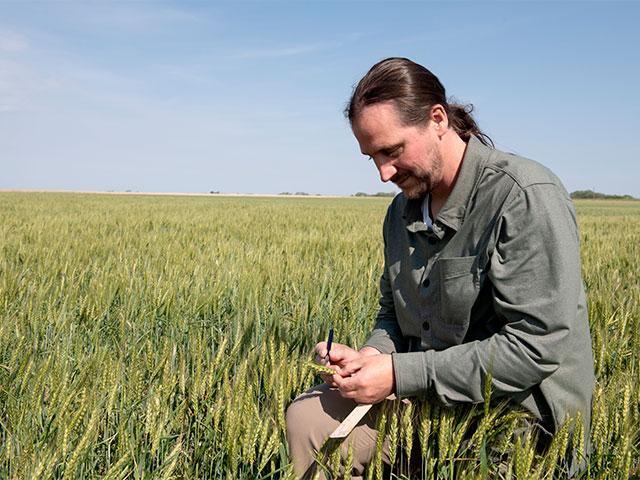 The final wheat head and spikelet counts were made during Day 3 of the Wheat Quality Council's 2026 Hard Winter Wheat Tour. (DTN photo by Jason Jenkins)