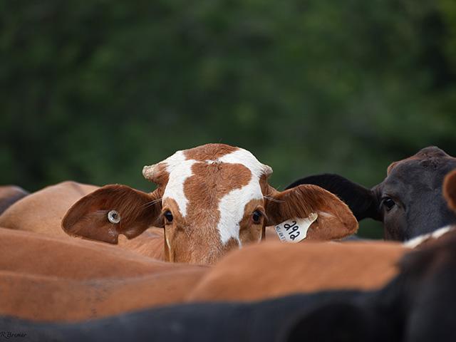 Cattle producers are watching what is happening with market prices daily. (Photo by Kassidy Bremer)