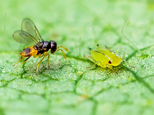 The parasitic wasp heading toward this doomed soybean aphid is just one of several insect predators working to control aphid infestations in farmers&#039; fields this summer. (Photo courtesy Matt Kaiser) 