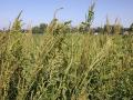 Waterhemp that is likely resistant to 2,4-D herbicide has been found in a north-central Iowa ditch adjacent to a crop field. (DTN photo by Pamela Smith)