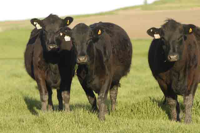 Leaders of the House Agriculture Committee on Friday wrote a letter to Agriculture Secretary Sonny Perdue calling on USDA to examine the structure of the cattle industry, price discovery and issues related to price reporting, as well as the level of concentration within the industry.  The letter comes less than two months before a key price reporting law is up for renewal. (DTN file photo) 