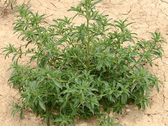 Kochia, a highly competitive weed that can reduce crop yields by as much as 70%, has been found in soybean fields in northwest Missouri. (DTN file photo)