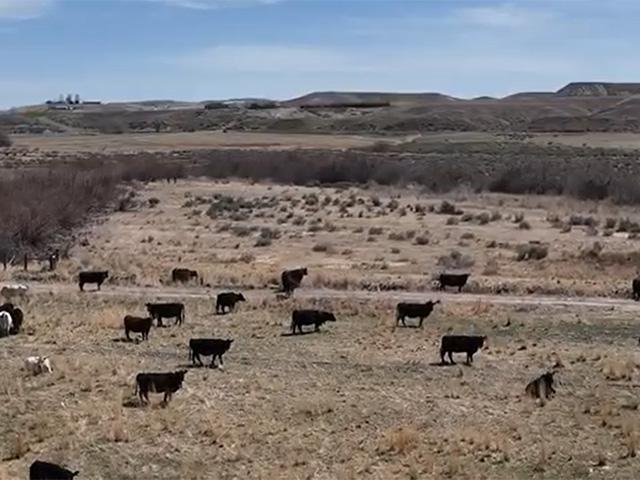The Trump administration is considering whether to continue to pursue a Clean Water Act case against Ace Black Ranches. (Screenshot with permission from Idaho Farm Bureau)