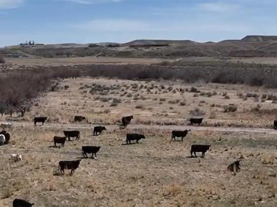 Idaho-based Ace Black Ranches continues to negotiate a Clean Water Act settlement with the U.S. Environmental Protection Agency. (DTN file photo)