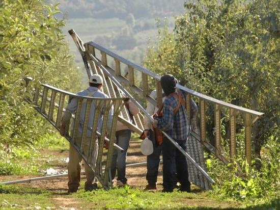 Farm workers at an orchard in California. Business and agricultural groups are raising more complaints about immigration raids that have put fear in communities and made even legal workers concerned they could be swept up in raids. Groups are calling for the Trump administration and Congress to allow for more legal immigration of workers for farms and other industries. (DTN/The Progressive Farmer by Jim Patrico)