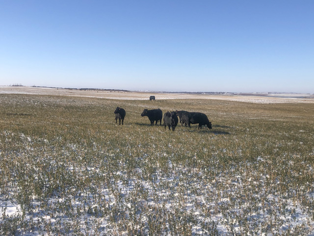 Cattle graze on alfalfa in late October at the North Dakota State University Central Grasslands Research Extension Center near Streeter, North Dakota. (Photo courtesy of Kevin Sedivec)