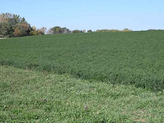 Alfalfa producers in Nebraska, Iowa and Minnesota need to be scouting their fields now for alfalfa weevils. (DTN photo by Jennifer Carrico)