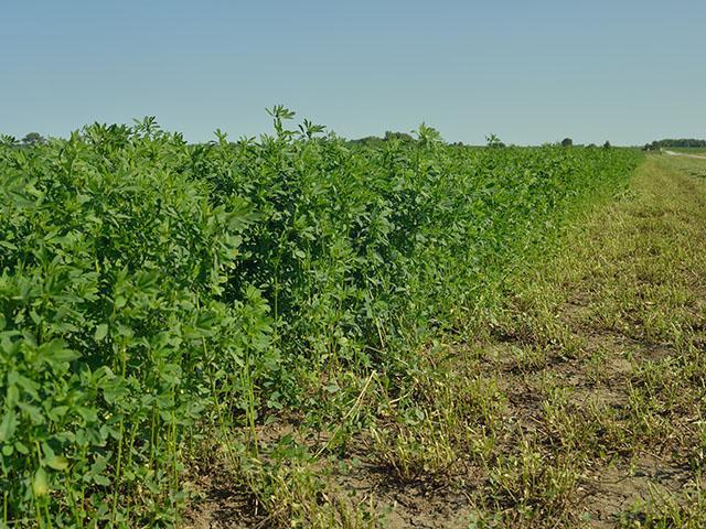 Forage producers in the High Plains face many obstacles this growing season. A lack of moisture and a higher-than-normal alfalfa weevil population top the list of concerns. (DTN file photo)
