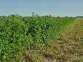 Forage producers in the High Plains face many obstacles this growing season. A lack of moisture and a higher-than-normal alfalfa weevil population top the list of concerns. (DTN file photo)