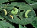 Alfalfa weevil larvae can inflict much damage to alfalfa plants, lowering both yield and crop quality. (Photo courtesy of Purdue University)