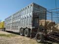 It would have taken two semitrucks like this one to carry away 86 head of cattle from a Baca County ranch in Colorado. (DTN/Progressive Farmer file photo by Becky Mills)