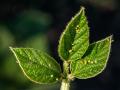 Weather developments can make a difference in whether aphids are a problem in your fields. (DTN/Progressive Farmer file photo by Bob Elbert)