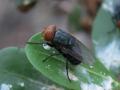 New World screwworm continues to move north in Mexico. A Texas Congressmen introduced a bill to build a sterile fly facility in the U.S. and help eradicate the problem. (Photo by APHIS)