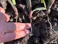 Dig to discover rootless or floppy corn. It is a condition where crown roots have failed to properly develop. (Photo courtesy of Lance Tarochione)