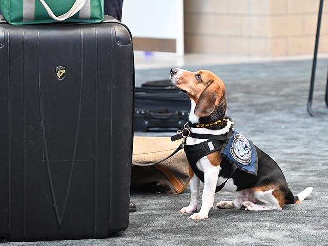 Ozcar is a member of USDA&#039;s Beagle Brigade and helps find items coming into the U.S. that could harm the agricultural industry. (DTN photo by Jennifer Carrico)