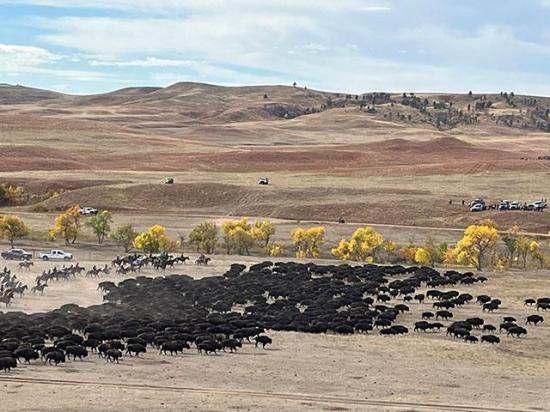 The annual Custer State Park bison roundup helps ensure the health of one of the largest publicly owned herds in the U.S and draws thousands of visitors from across the U.S. and even internationally to watch the event. (DTN file photo by Gregg Hillyer)