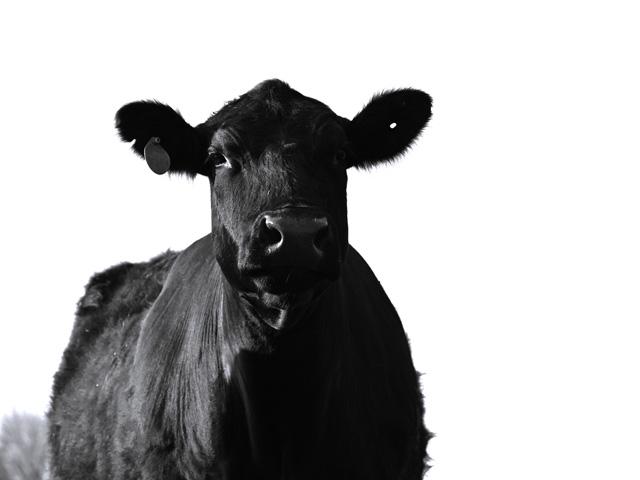 Federal funding will help keep New World screwworm out of the U.S. by working with Mexico and Central America to prevent its spread. APHIS will announce when live cattle trade is allowed to resume with Mexico. (DTN/Progressive Farmer photo by Jennifer Carrico)