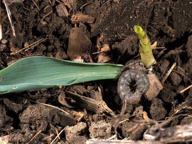 Black cutworms are among the many early season pests that can cause stand and emergence issues at this time of year, especially for corn or soybeans planted in marginal conditions. (Photo courtesy John Obermeyer, Purdue University) 