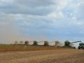 A row of combines harvesting soybeans from a field in Mato Grosso, Brazil. Soybean and corn production in Brazil have steadily increased over the past 15 years, but the country's farmers face not only input and credit challenges, but also the expectations of a strong El Nino affecting the 2026-27 growing season. (DTN file photo)