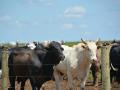 The Trump administration is pressing for action against Brazilian meatpackers while beef imports from Brazil continue to reach new heights. Pictured are Nelore cattle on a Brazilian ranch back in 2019. (DTN file photo by Chris Clayton) 