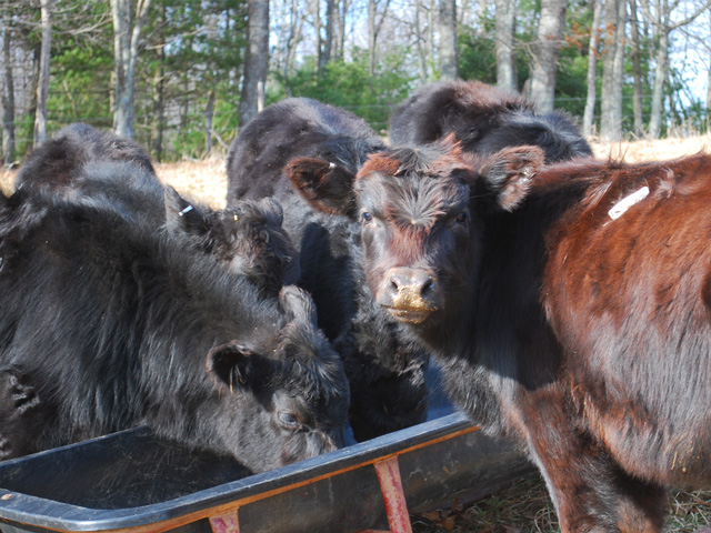 Costs associated with Bovine Respiratory Disease (BRD), also known as shipping fever, can often be reduced through prevention and timely treatment protocols. (Progressive Farmer photo by Boyd Kidwell)