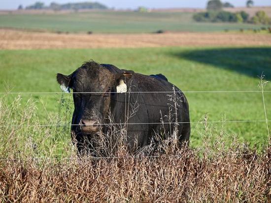 After buying bulls and before they go to grass is an important period for them to be in the proper body condition and have the correct nutritional plan before breeding season. (DTN photo by Jennifer Carrico)