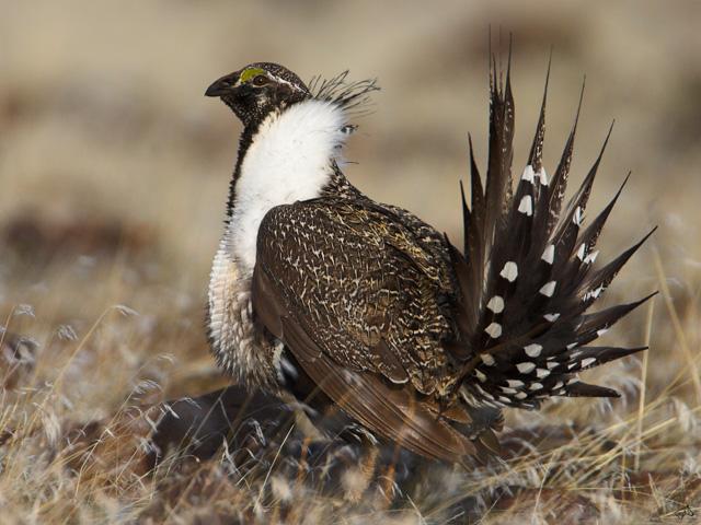 The Bureau of Land Management announced a new proposal on Thursday to protect the greater sage grouse. The proposal, which details several protection options, could affect grazing in western states as well as oil drilling and renewable energy projects. (Photo courtesy of the U.S. Fish and Wildlife Service) 