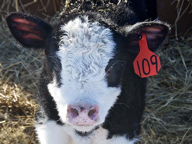 Proper management of cattle during the cold months can prevent cold stress and losses in all types of operations. (DTN/Progressive Farmer photo by Jennifer Carrico)
