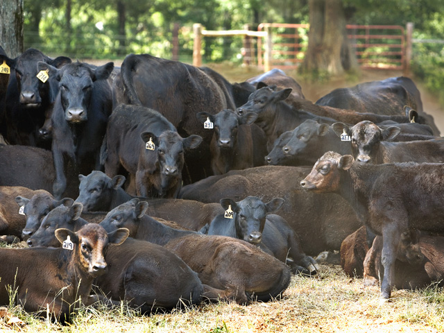 In order for the market's underlying issues to be addressed, it's going to take unwavering commitment from producers all across the nation to stand up and demand something be done. (DTN/Progressive Farmer file photo)