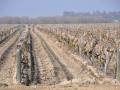 Grape vines dry up due to drought conditions in parts of California. Farmers in areas such as the Central Valley are facing exceptional drought for the second year in a row while state and federal irrigation allocations are ratcheted down as well. (DTN file photo by Greg Horstmeier)