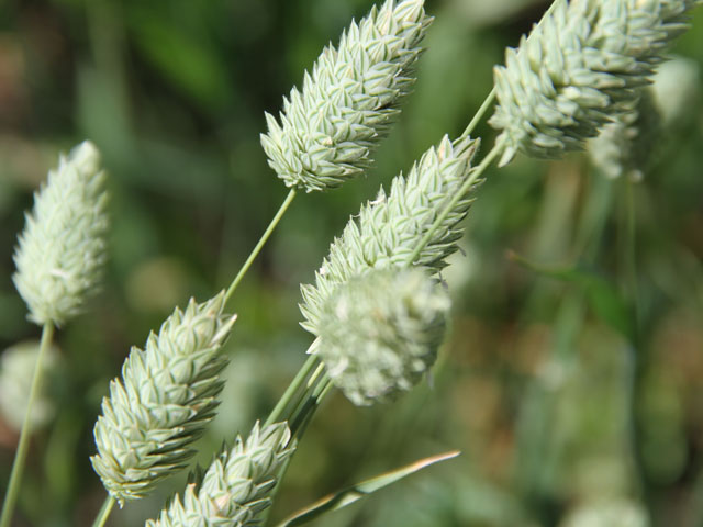 Canada's canary seed exports fell for a second month to 10,848 metric tons, still the largest July shipments reported in three years. (DTN file photo by Elaine Shein)