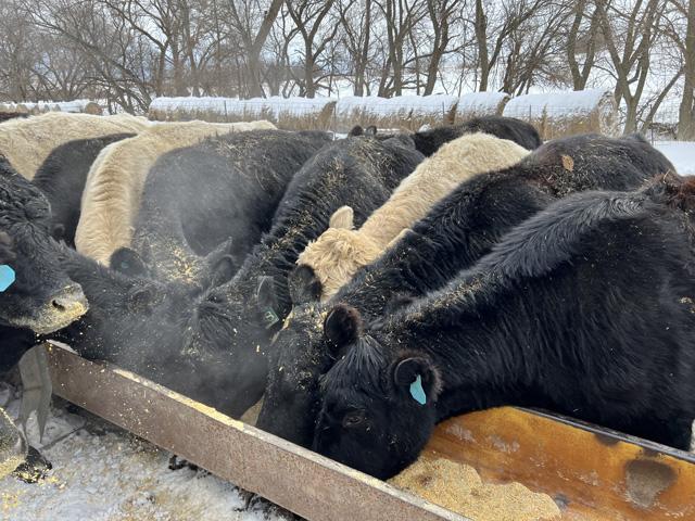 Cow-calf producers need to manage cow body conditions properly as they can affect profits. (DTN photo by Russ Quinn)