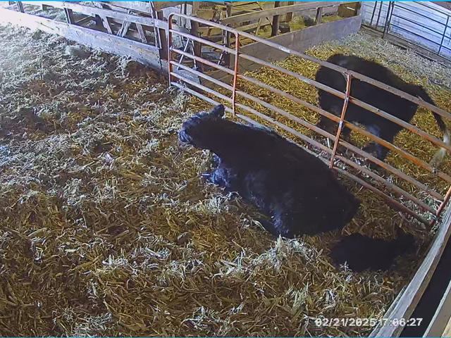 A cow and calf relax on one side of a pen, while another cow is in labor on the other side of the pen as seen on a barn camera app on a smart phone. (DTN/Progressive Farmer photo by Jennifer Carrico)