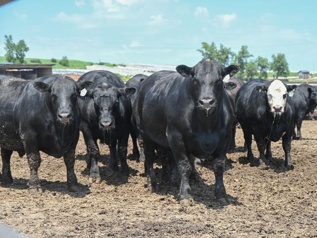 Cattle need to be checked regularly during extreme heat events. (DTN/Progressive Farmer photo by Jennifer Carrico)