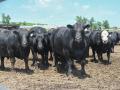 Cattle need to be checked regularly during extreme heat events. (DTN/Progressive Farmer photo by Jennifer Carrico)