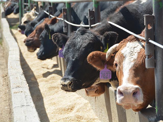 Noting that four packers control more than 80% of fed-cattle slaughter, a pair of senators are calling on their colleagues not to include language in a USDA funding bill that would block USDA from finishing a series of new Packers and Stockyards Act rules. (DTN file photo by Chris Clayton) 